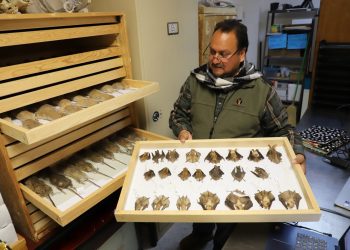 Taxidermia científica, preservación y estudio de la biodiversidad en la UACJ