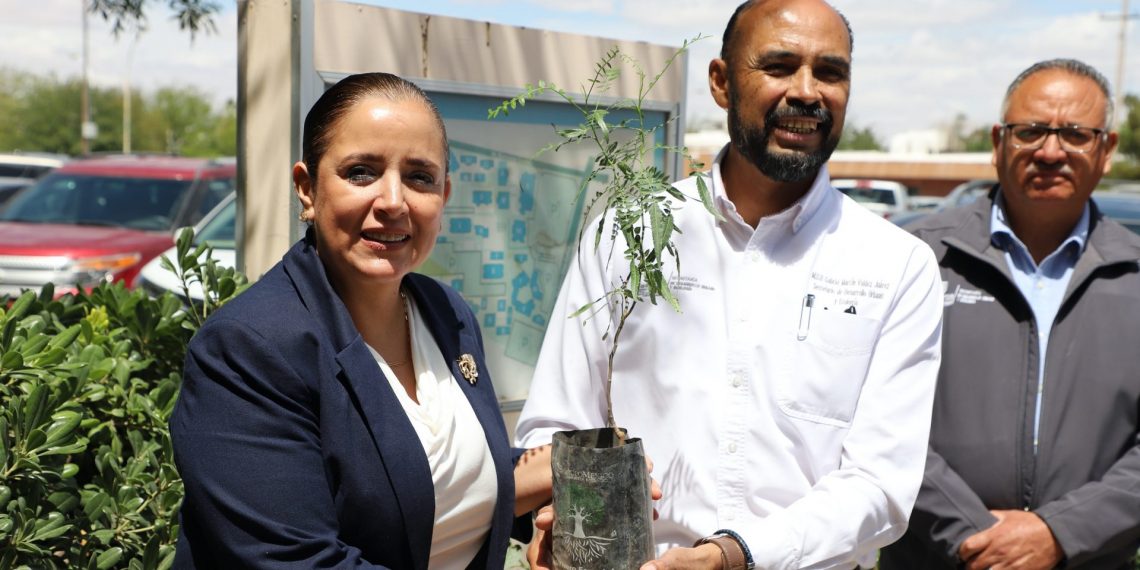 Sigue la reforestación en el ICB: llegan nuevos árboles