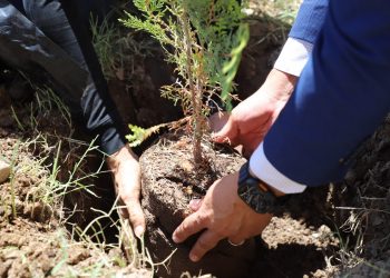 Siembran en el ICB plantas endémicas a la zona desértica