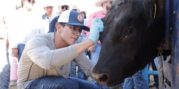 Ciencia y campo: La UACJ lleva conocimiento a la prevención del Gusano Barrenador del Ganado en la frontera norte